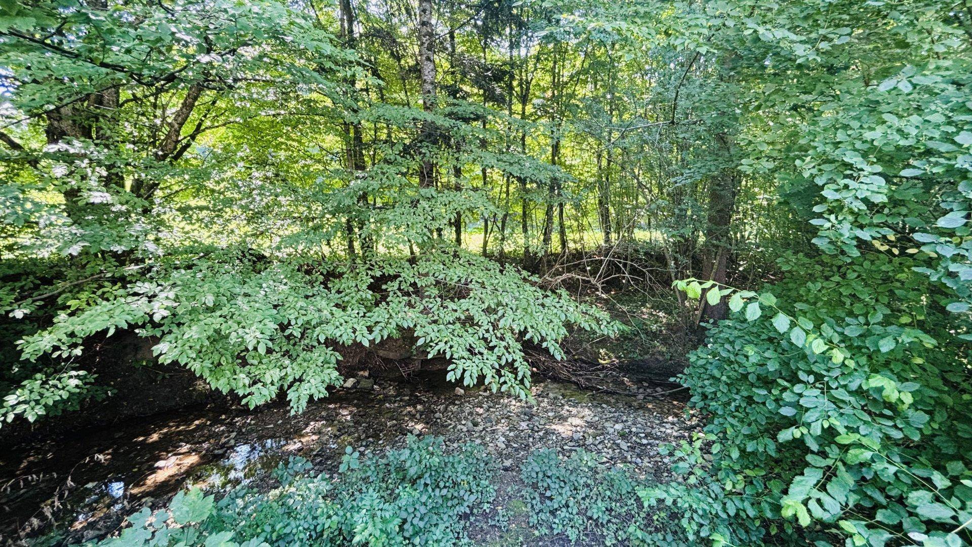 Dichter Wald und üppiges Grün mit einem kleinen Bachlauf im Vordergrund an einem sonnigen Tag.