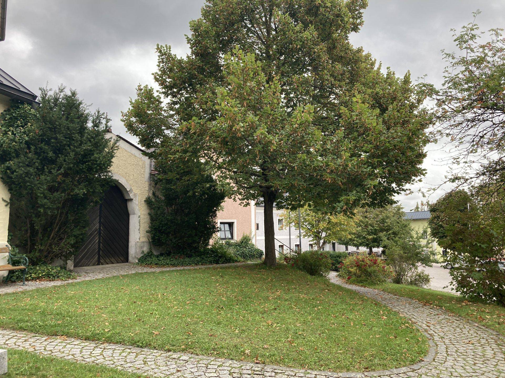 Historisches Gebäude mit einem großen, alten Baum und einem gepflegten Rasen im Vordergrund.