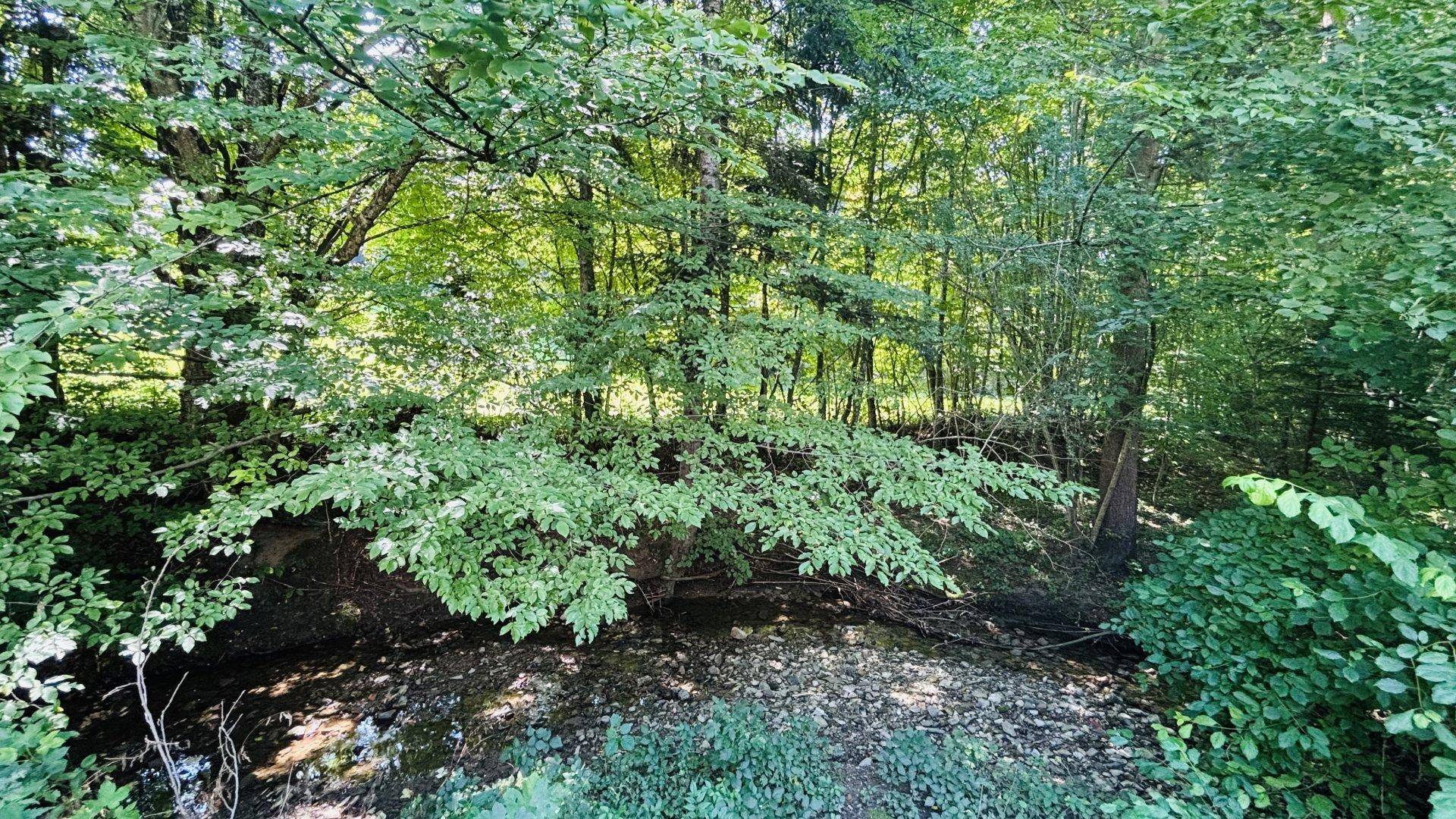 Natürliche Bachlandschaft am Rande eines Waldes mit üppiger Vegetation und viel Grün.