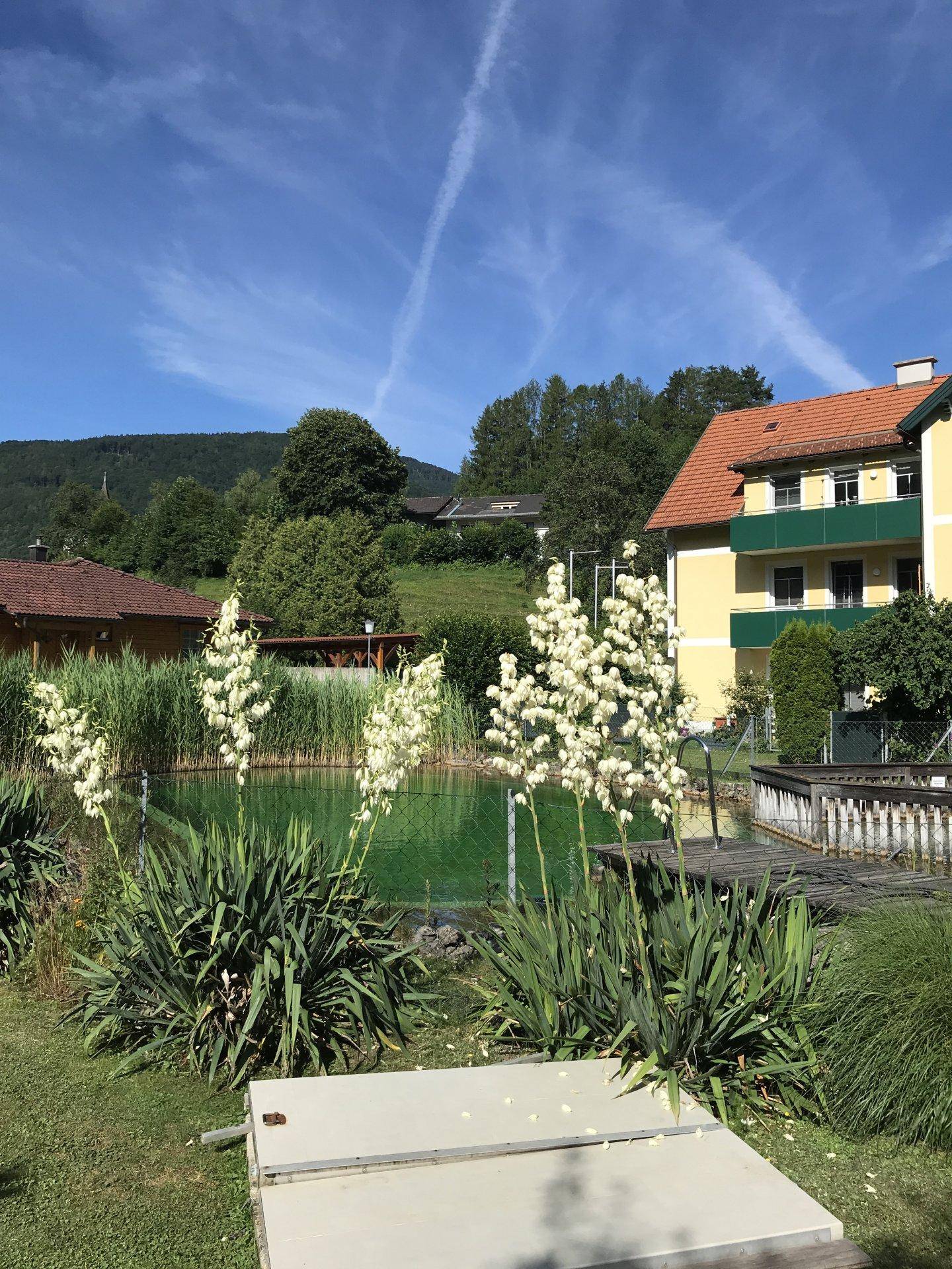 Blühende Pflanzen im Vordergrund mit einem Naturschwimmteich und einem Wohnhaus im Hintergrund.