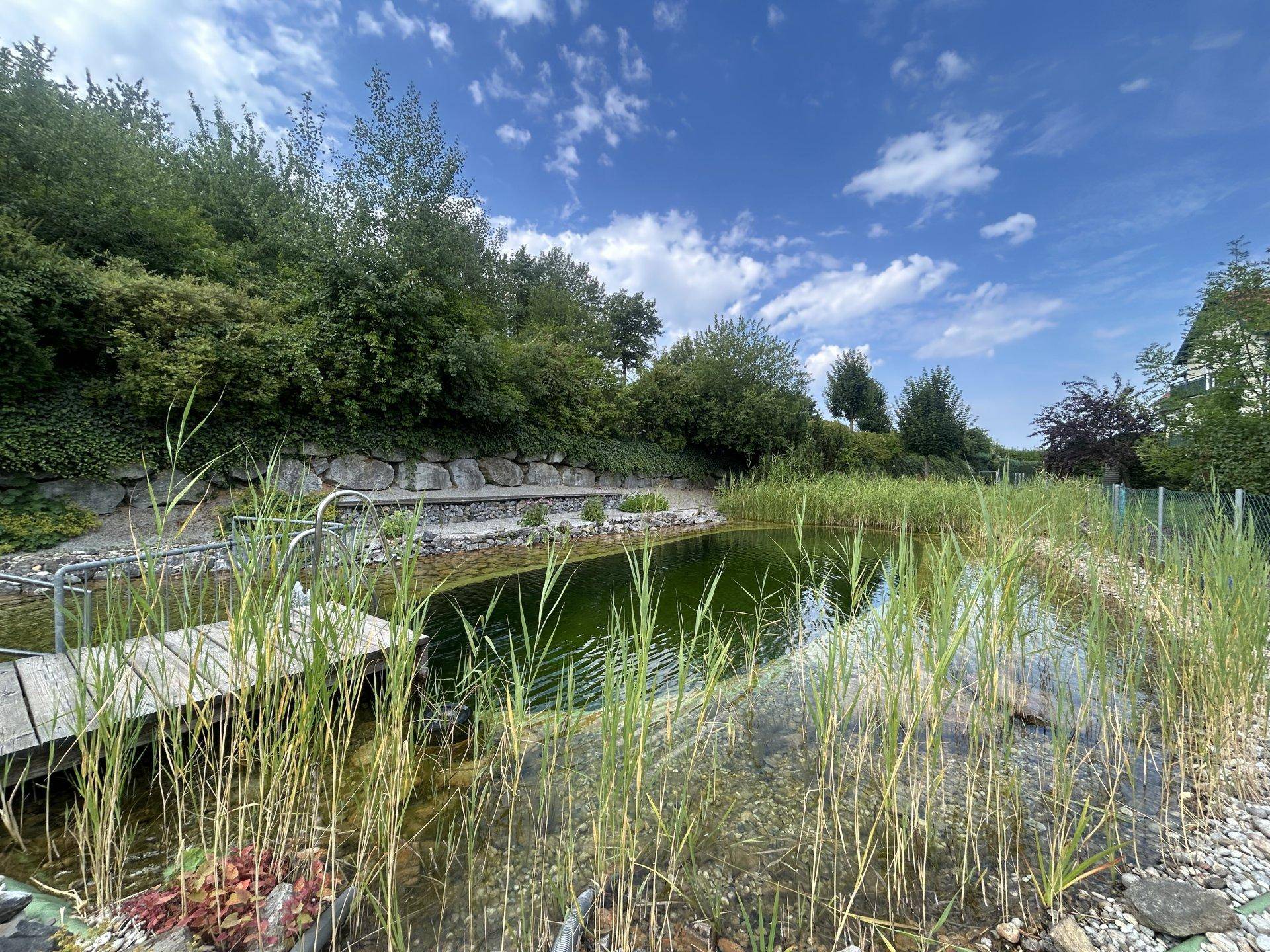 Natürlicher Schwimmteich mit Holzsteg und üppiger Bepflanzung unter blauem Himmel.