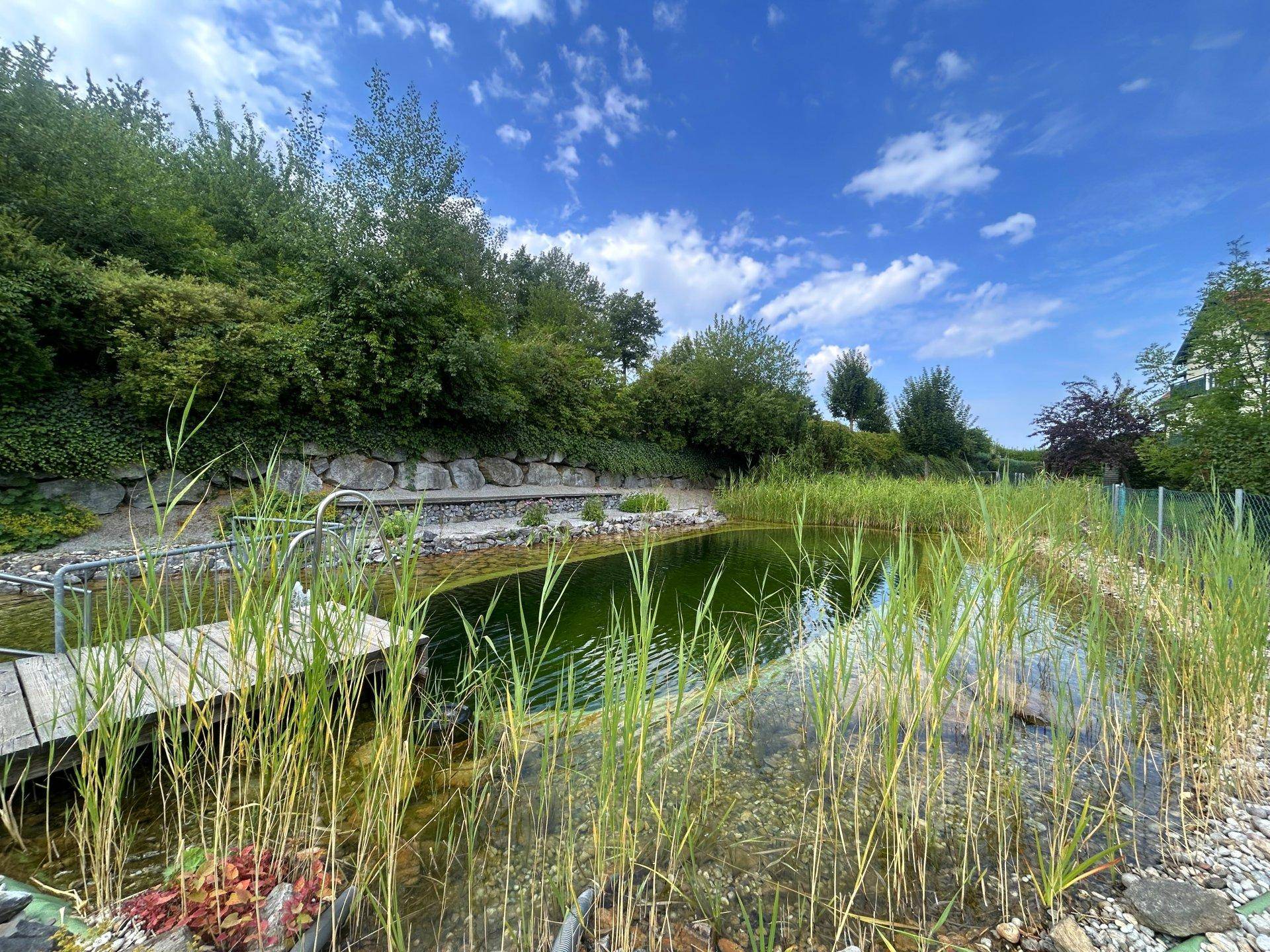 Natürlicher Schwimmteich mit Holzsteg und üppiger Bepflanzung unter blauem Himmel.