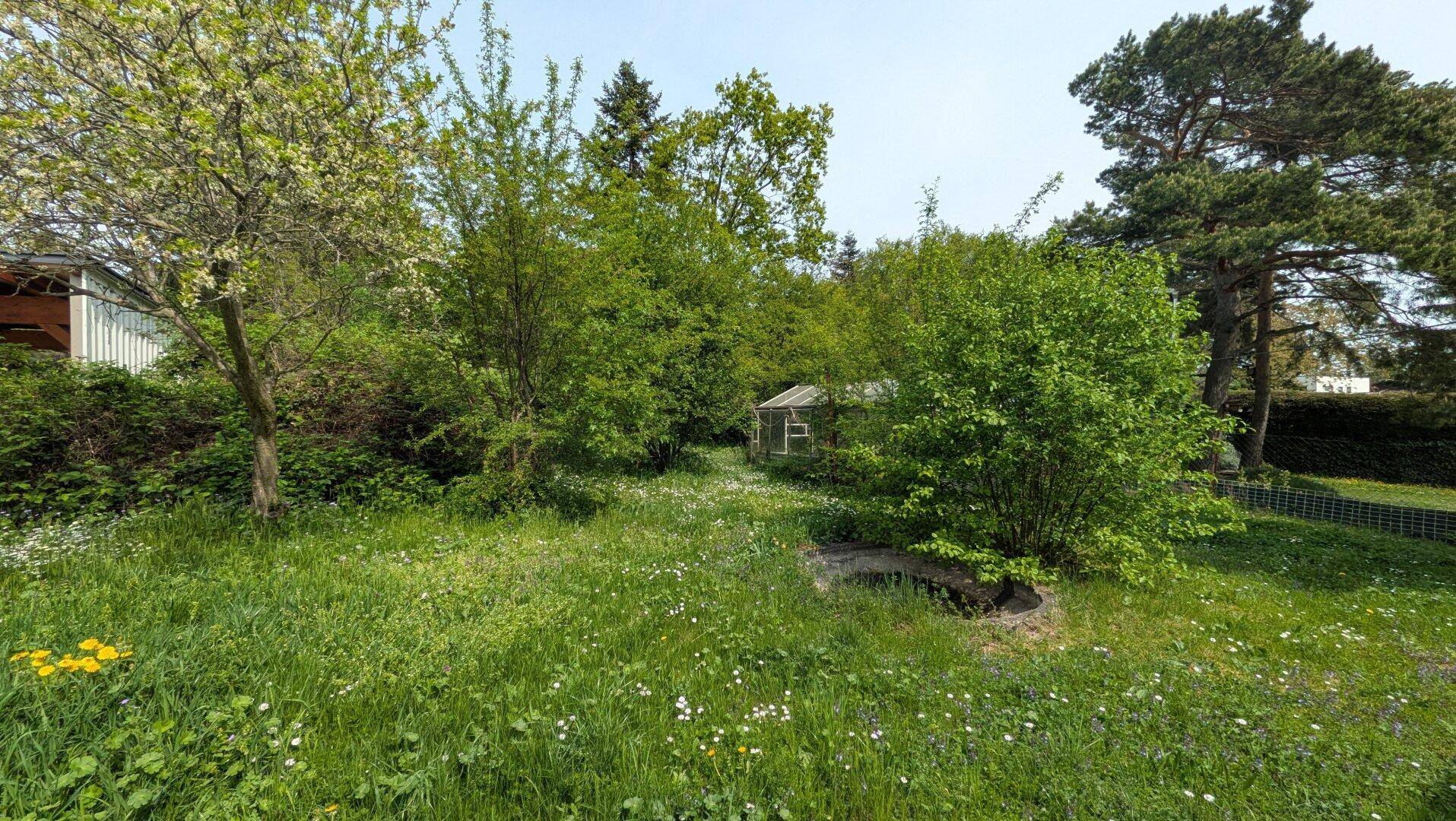 Dichter, grüner Gartenbereich mit vielen Bäumen und Sträuchern unter blauem Himmel.