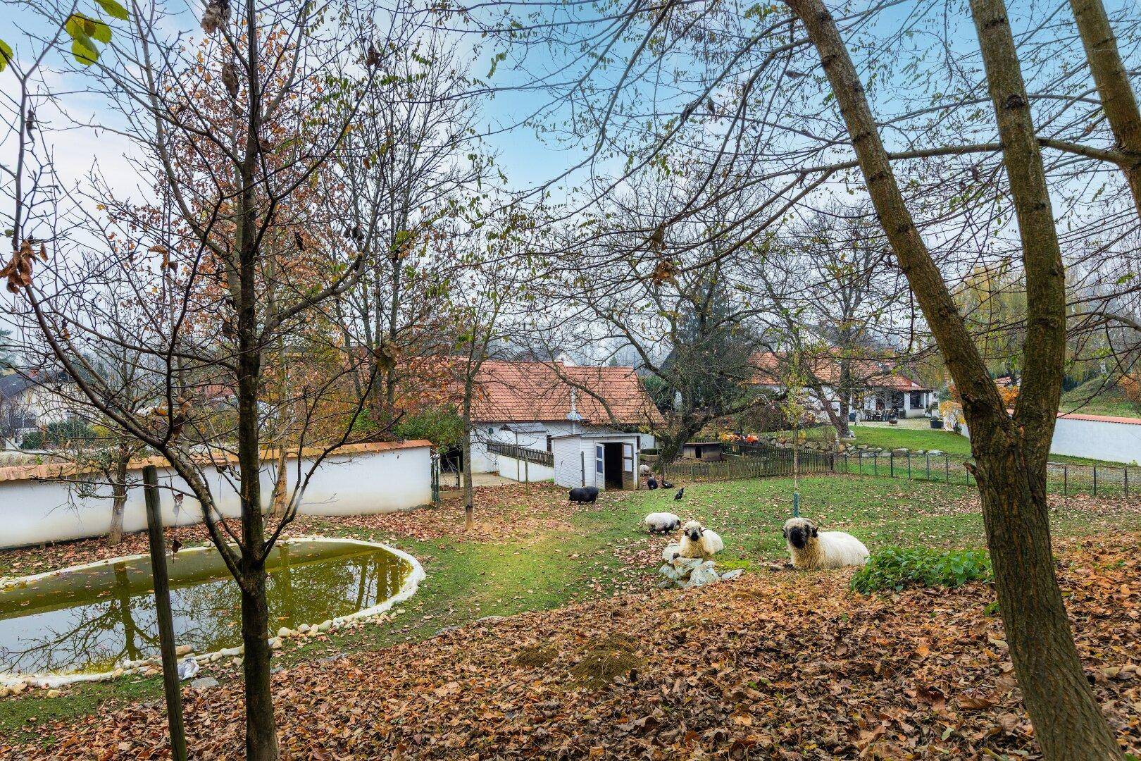 Gartenbereich mit Teich, Schafen und Bäumen in herbstlicher Umgebung.