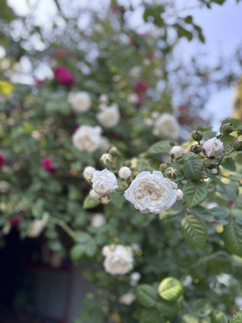 Nahaufnahme von blühenden weißen Rosen an einem Strauch im Garten.