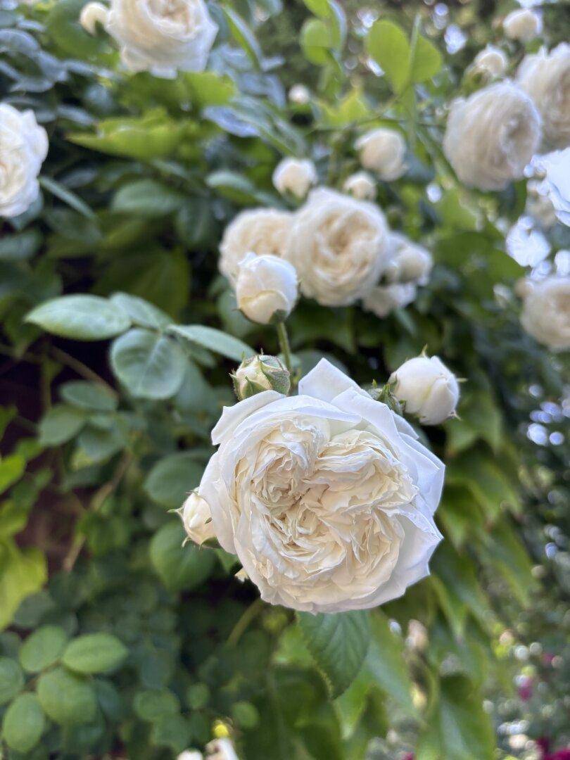 Detailaufnahme einer wunderschönen weißen Rose mit vielen Blütenblättern und grünen Blättern.