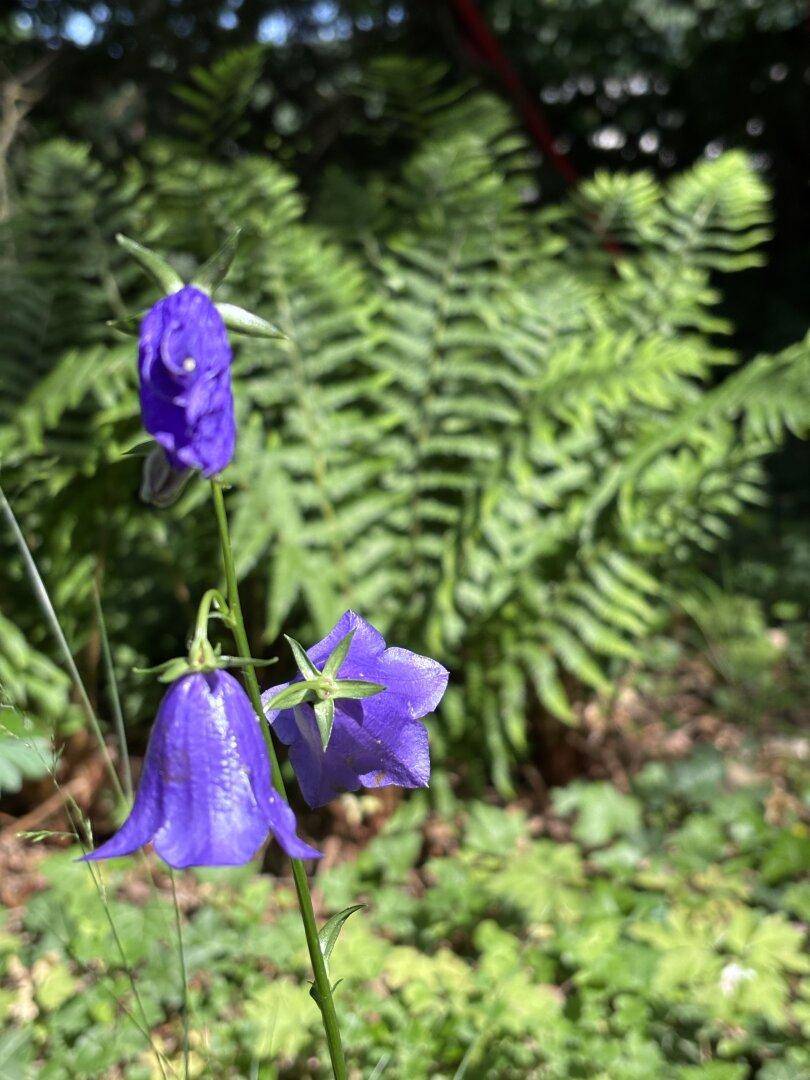 Nahaufnahme von leuchtend blauen Glockenblumen vor einem Hintergrund aus Farnen.