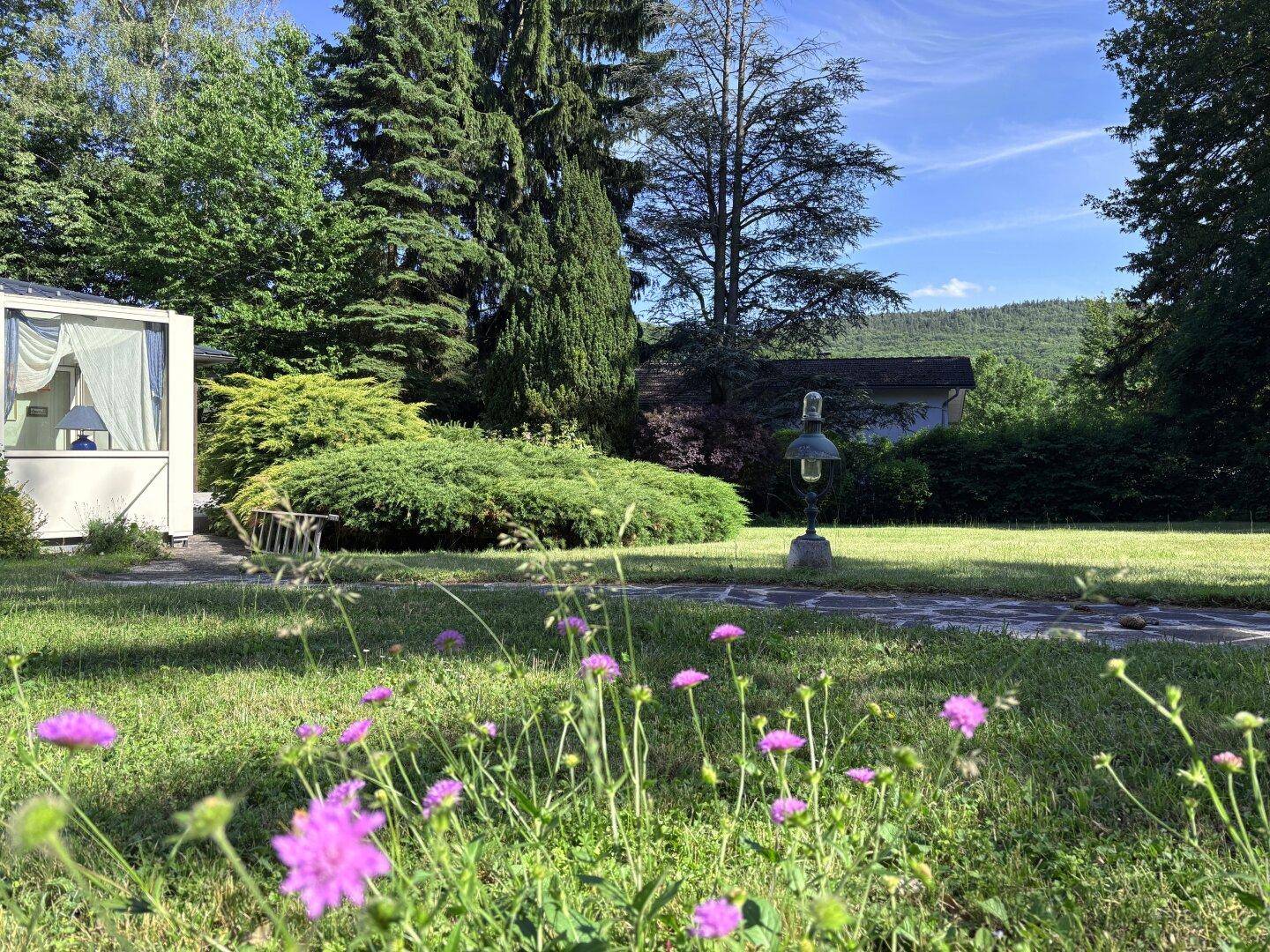 Nahaufnahme von lila Blumen im Vordergrund eines sonnigen Gartens mit üppiger Vegetation.