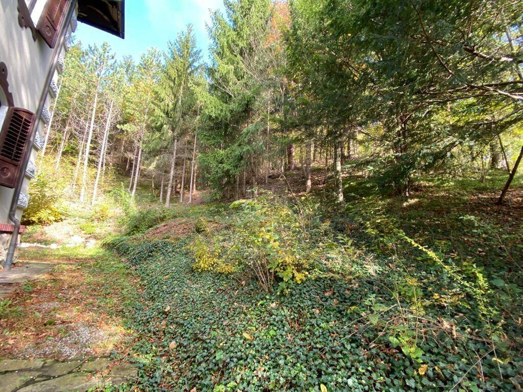 Naturbelassener Gartenbereich mit dichtem Efeu und hohen Bäumen im Hintergrund.