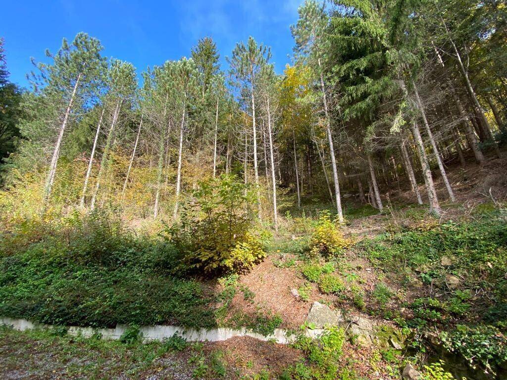 Dichter Waldhang mit hohen Bäumen und üppiger Vegetation unter blauem Himmel.