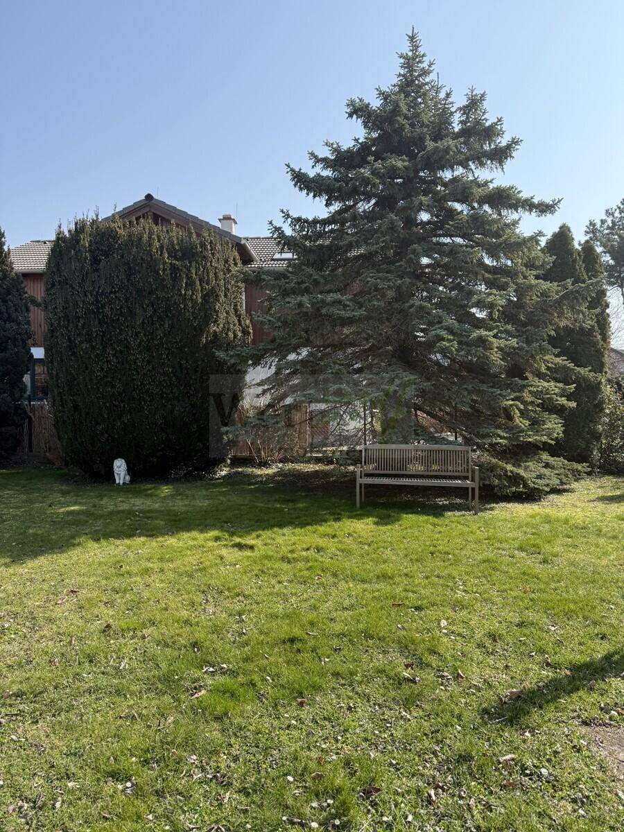 Großer Garten mit Rasenfläche, hohen Hecken und einem Nadelbaum, inklusive einer Holzbank.