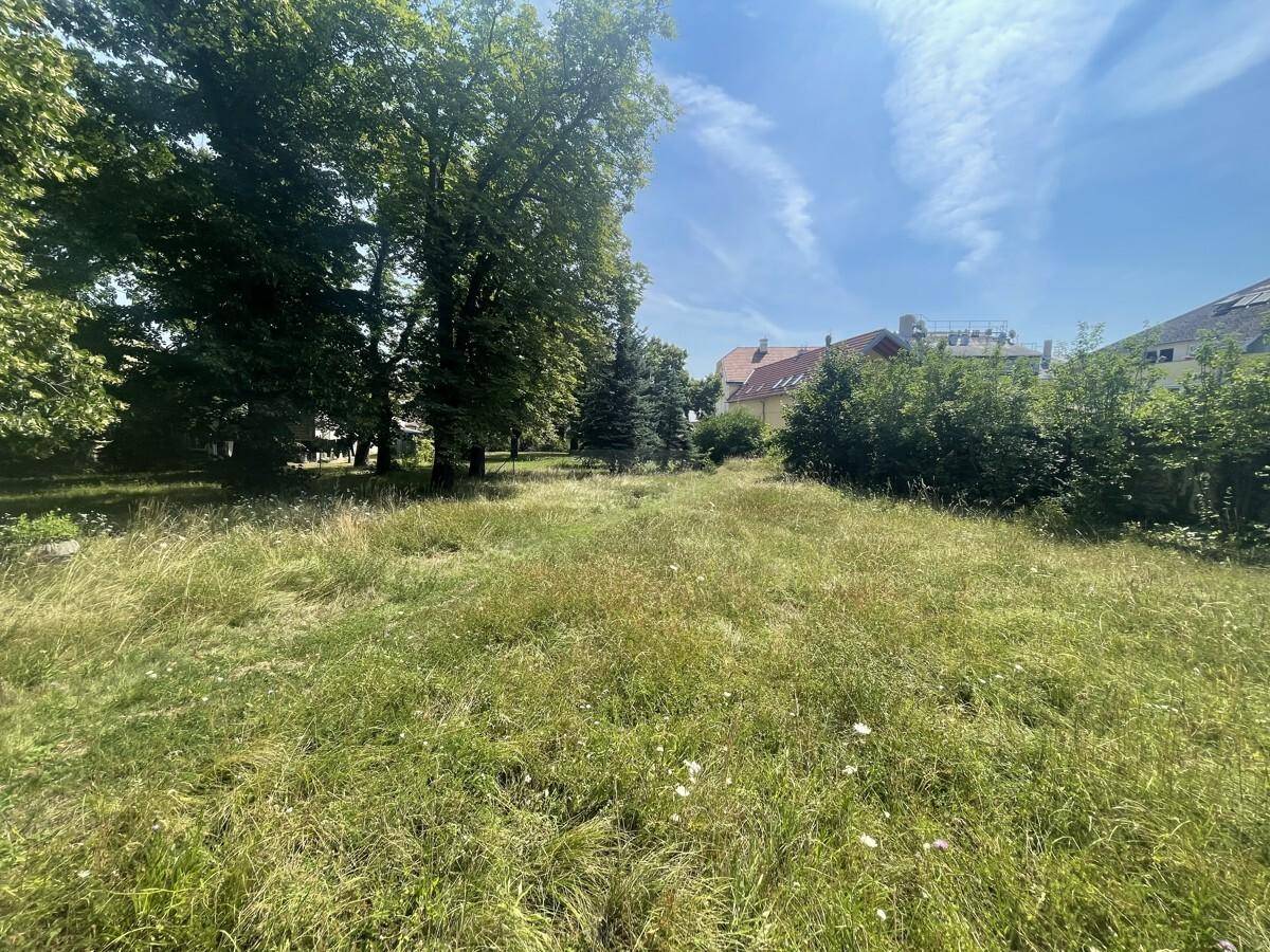 Große, naturbelassene Wiesenfläche mit hohem Gras und vereinzelten Bäumen im Hintergrund.