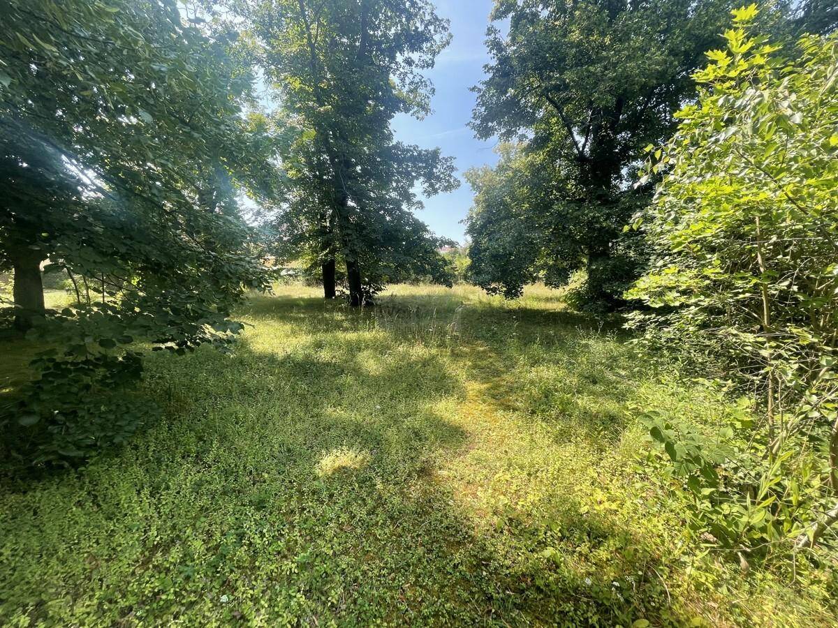 Weitläufige Wiesenfläche mit üppigem Grün und schattenspendenden Bäumen unter blauem Himmel.
