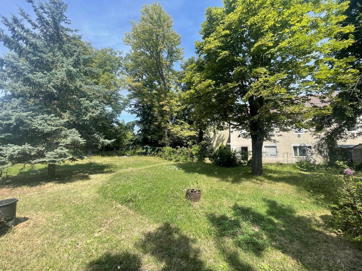 Sonniger Gartenbereich mit hohen Bäumen und Blick auf die Rückseite eines Wohnhauses.