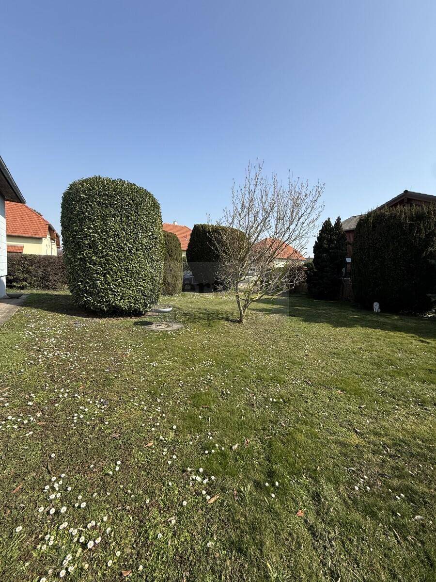 Sonnige Rasenfläche im Garten mit blühenden Gänseblümchen und gepflegten Hecken.