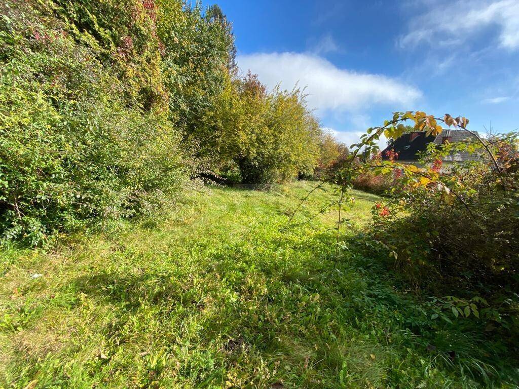 Weitläufige Wiesenfläche mit hohem Gras und Bäumen im Hintergrund unter blauem Himmel.