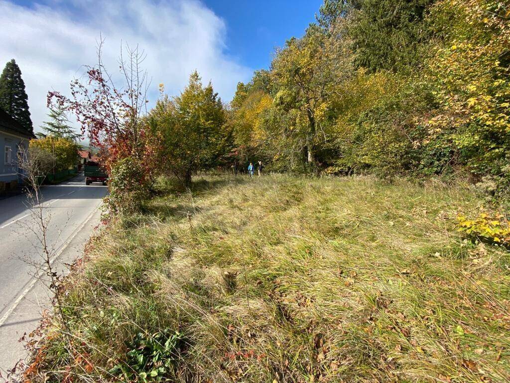 Grüne Wiesenfläche neben einer Straße, umgeben von Bäumen und Sträuchern.