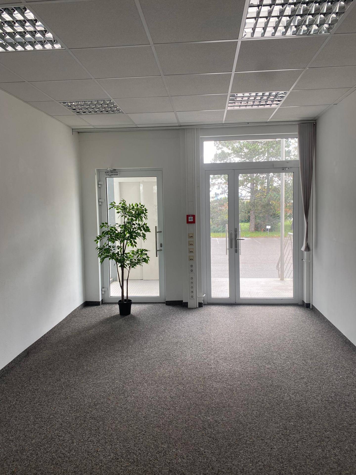 Heller, leerer Raum mit Teppichboden, großen Fenstertüren und einer einzelnen Pflanze als Dekoration.
