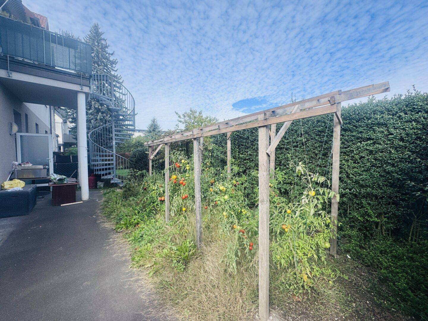 Gemüsegarten mit Tomatenpflanzen und einer Außentreppe, die zu einem oberen Stockwerk führt.