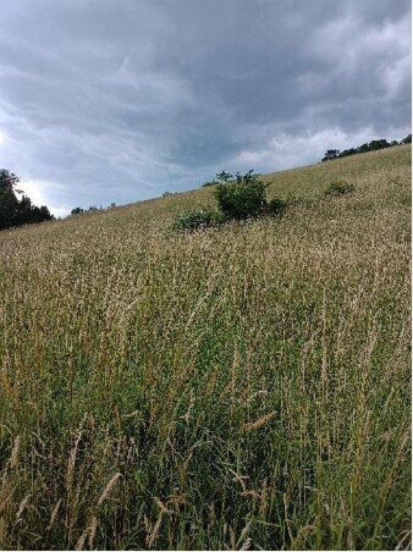 Weite Wiesenlandschaft auf einem steilen Hang unter einem dramatischen, bewölkten Himmel.