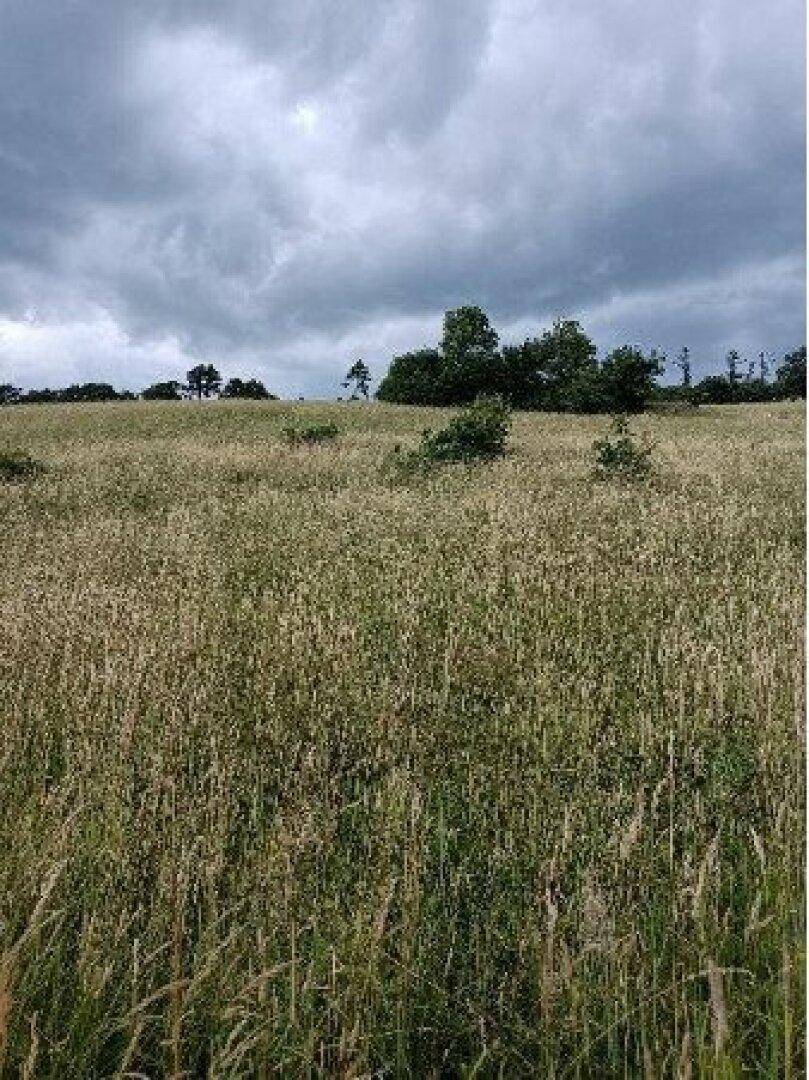 Weite Wiesenlandschaft mit vereinzelten Bäumen am Horizont unter einem bewölkten Himmel.