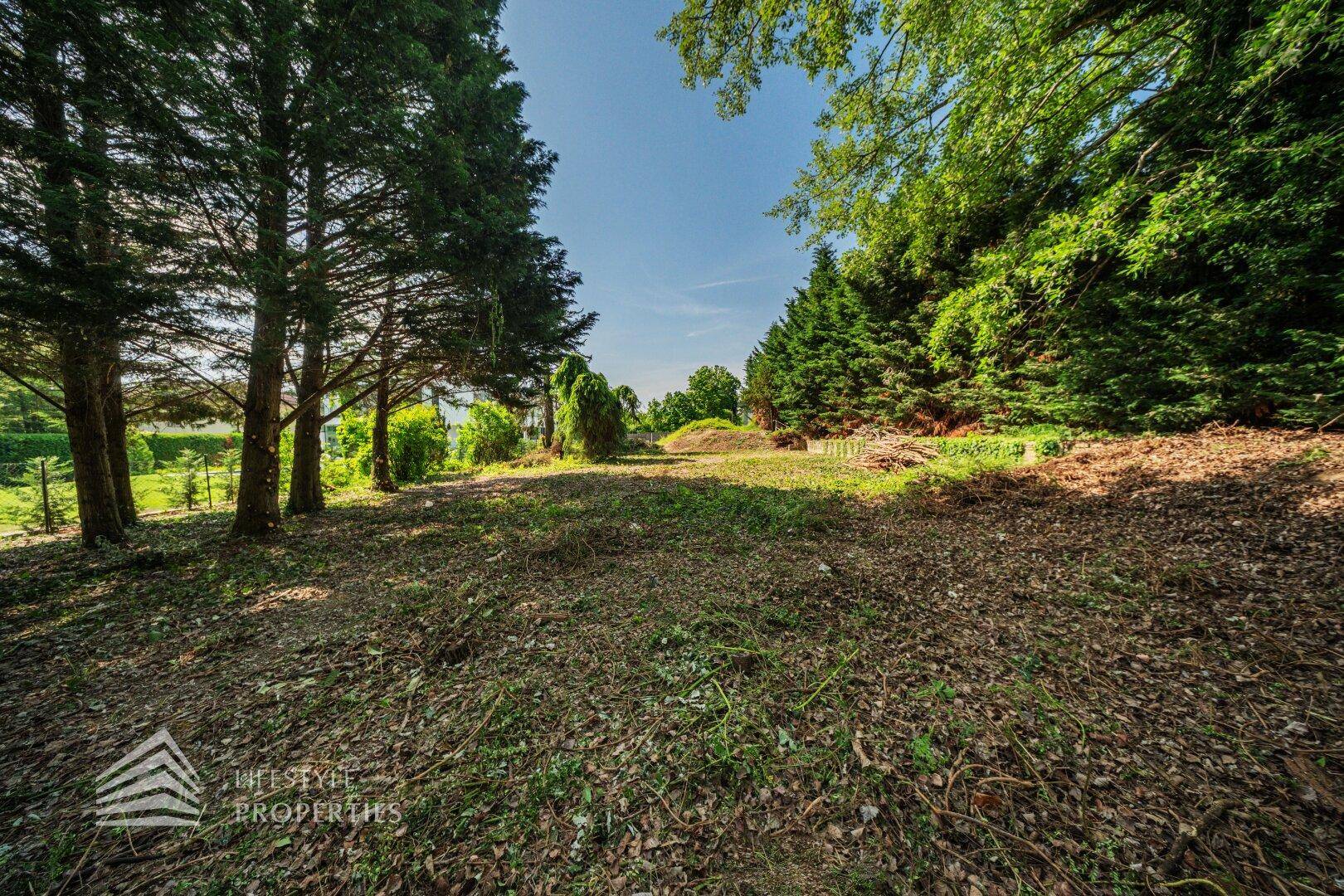 Sonniger Blick über ein weitläufiges Grundstück mit vielen Bäumen und natürlicher Vegetation.