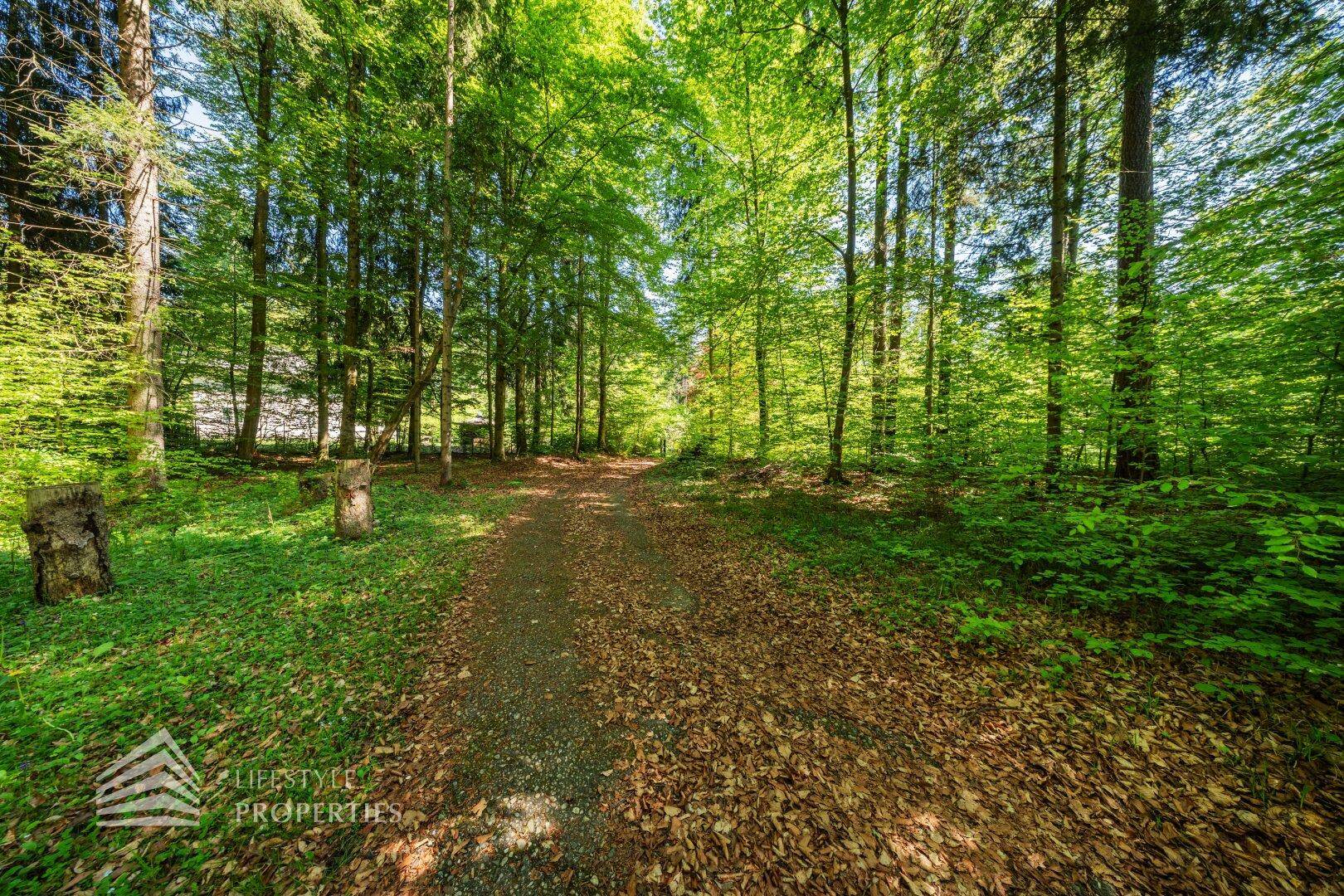 Waldweg mit Laub und hohen Bäumen, der zu einem versteckten Ort führt.