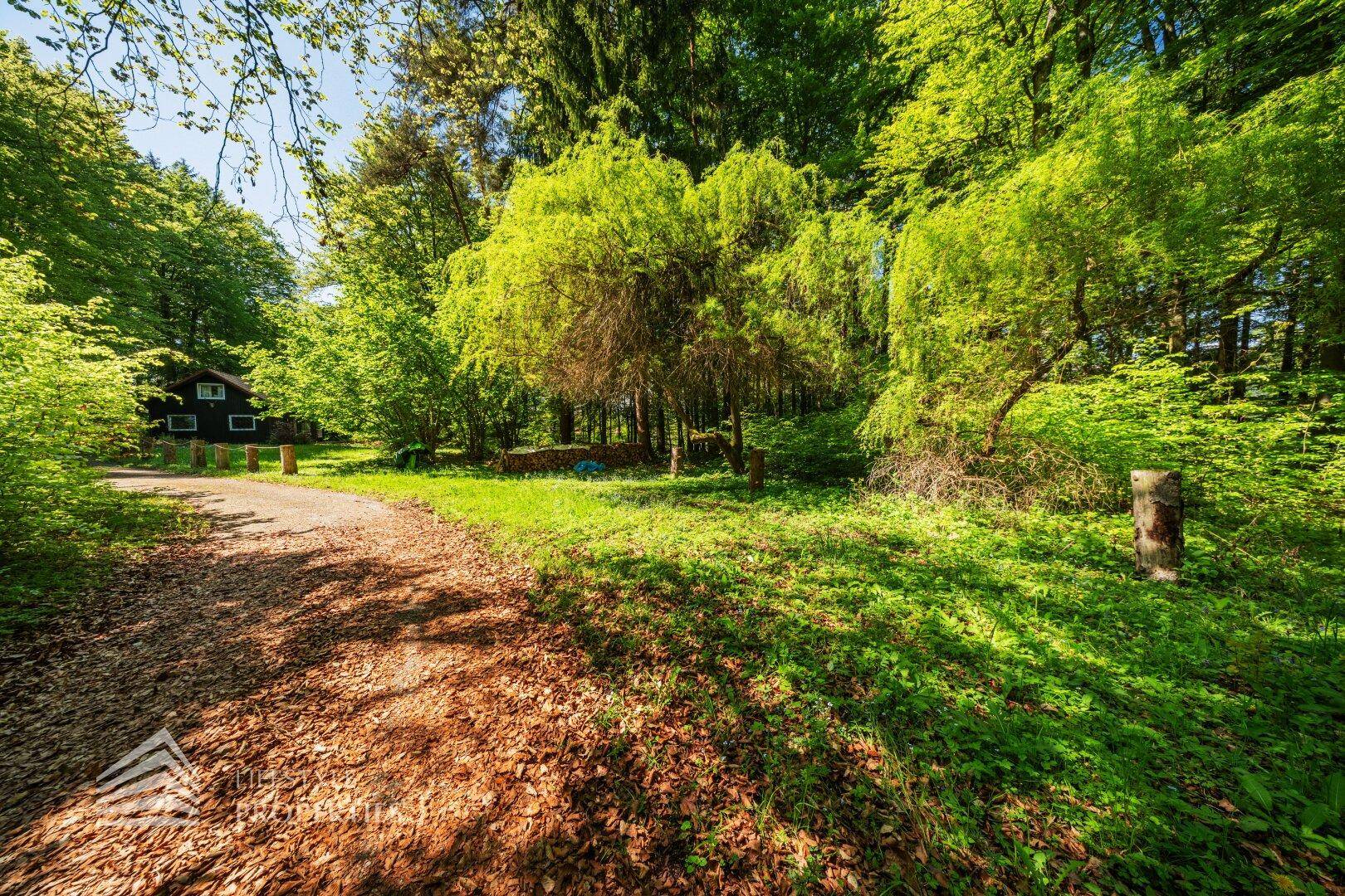Sonniger Waldweg mit einer Lichtung, umgeben von dichtem, grünem Baumbestand.