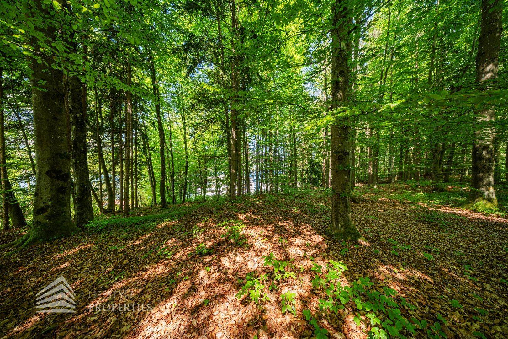 Dichter Laubwald mit Sonnenlicht, das durch die Baumkronen auf den Waldboden fällt.