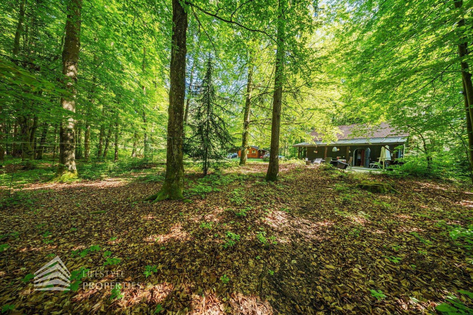 Weitläufiger Wald mit einer kleinen Hütte im Hintergrund, umgeben von üppigem Grün.