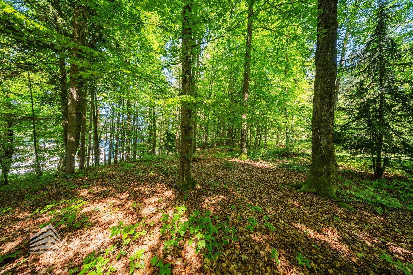 Dichter Wald mit Blick auf ein Gewässer im Hintergrund, durch die Bäume schimmernd.