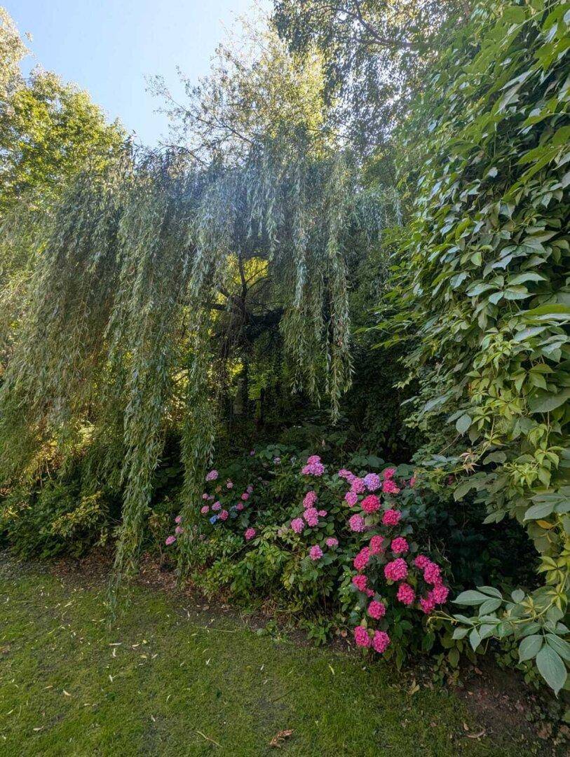 Üppige grüne Vegetation mit Hängebaum und bunten Hortensien im Garten.