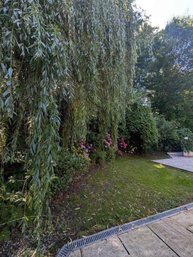 Grüner Rasenbereich im Garten mit Hängebaum und gepflastertem Weg.