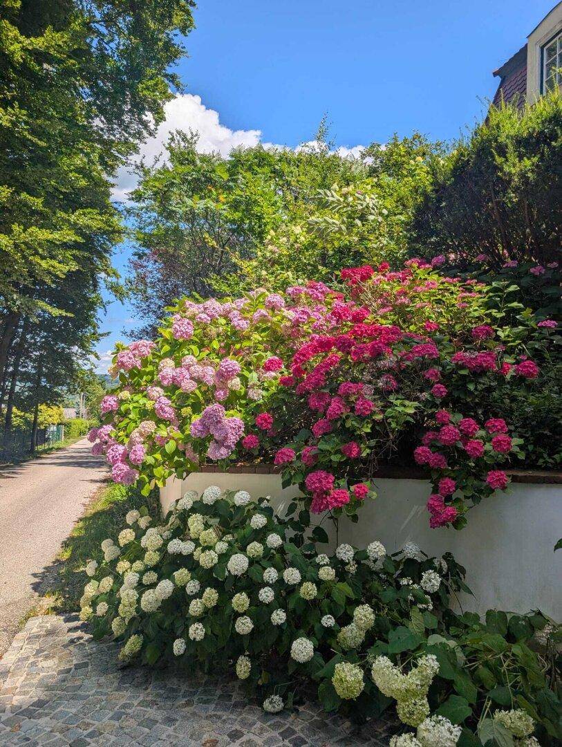 Üppige Blumenbeete mit bunten Hortensien entlang einer ruhigen Straße.