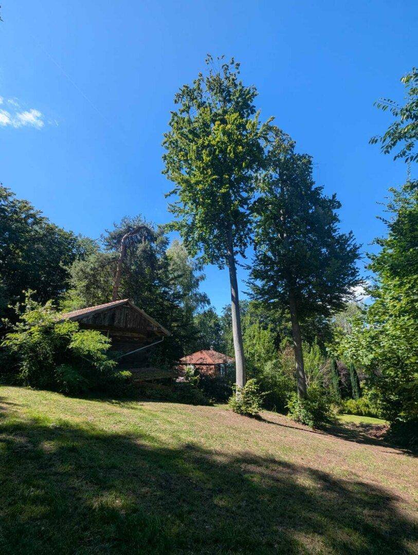 Weitläufige grüne Landschaft mit hohen Bäumen und einer kleinen Hütte im Hintergrund.