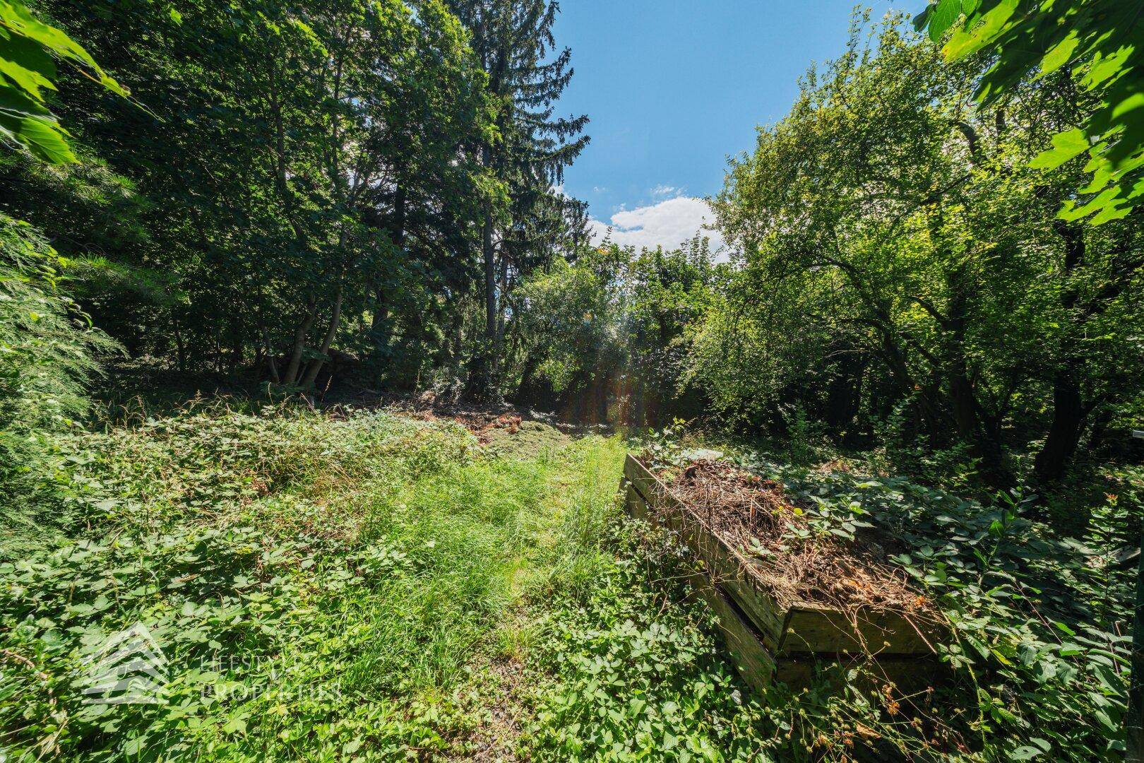 Naturbelassener Bereich des Gartens mit üppigem Grün und altem Baumbestand.