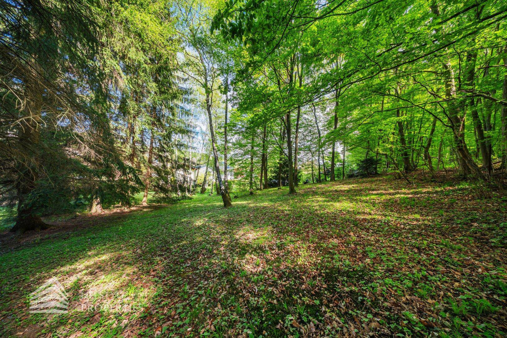 Waldähnlicher Gartenbereich mit dichtem Baumbestand und natürlicher Vegetation, sehr ruhig gelegen.