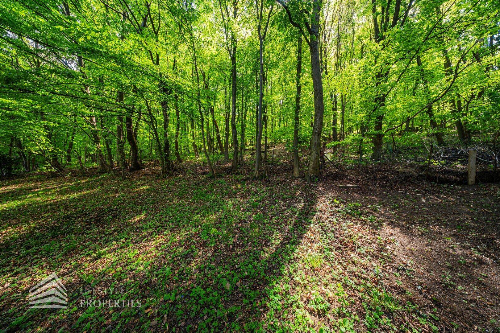 Tiefer Blick in den naturnahen Gartenbereich mit vielen Bäumen und üppigem Unterholz.