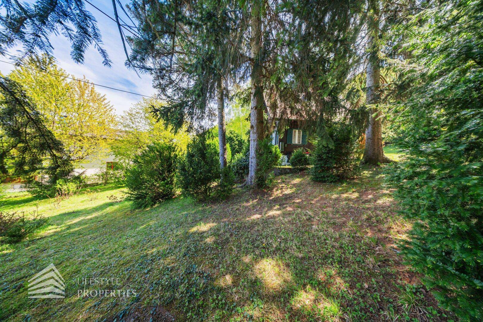 Natürlicher Gartenbereich mit hohen Nadelbäumen und Sträuchern, bietet viel Privatsphäre.
