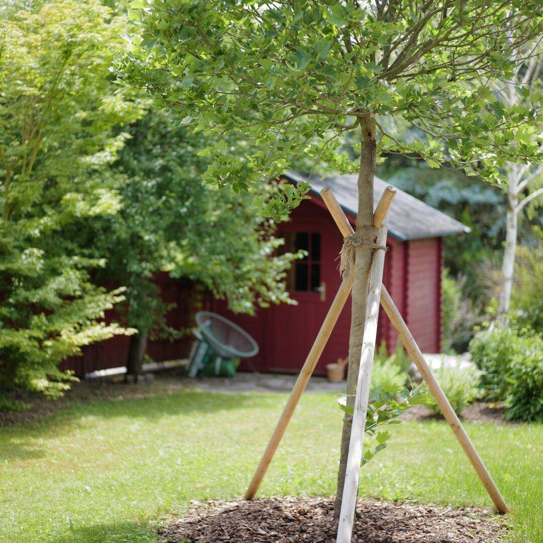 Gepflegter Gartenbereich mit jungem Baum und einem roten Gartenhaus im Hintergrund.