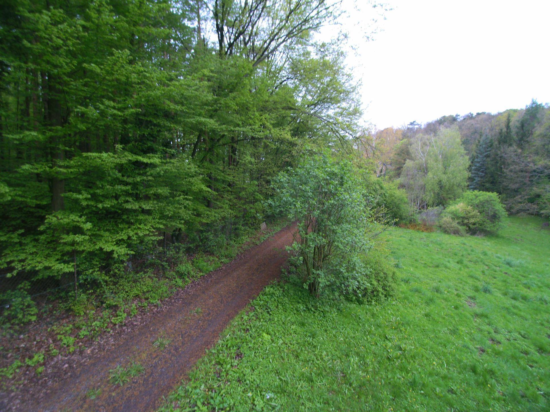 Weg führt durch eine grüne Wiese in einen dichten Wald mit verschiedenen Baumarten.