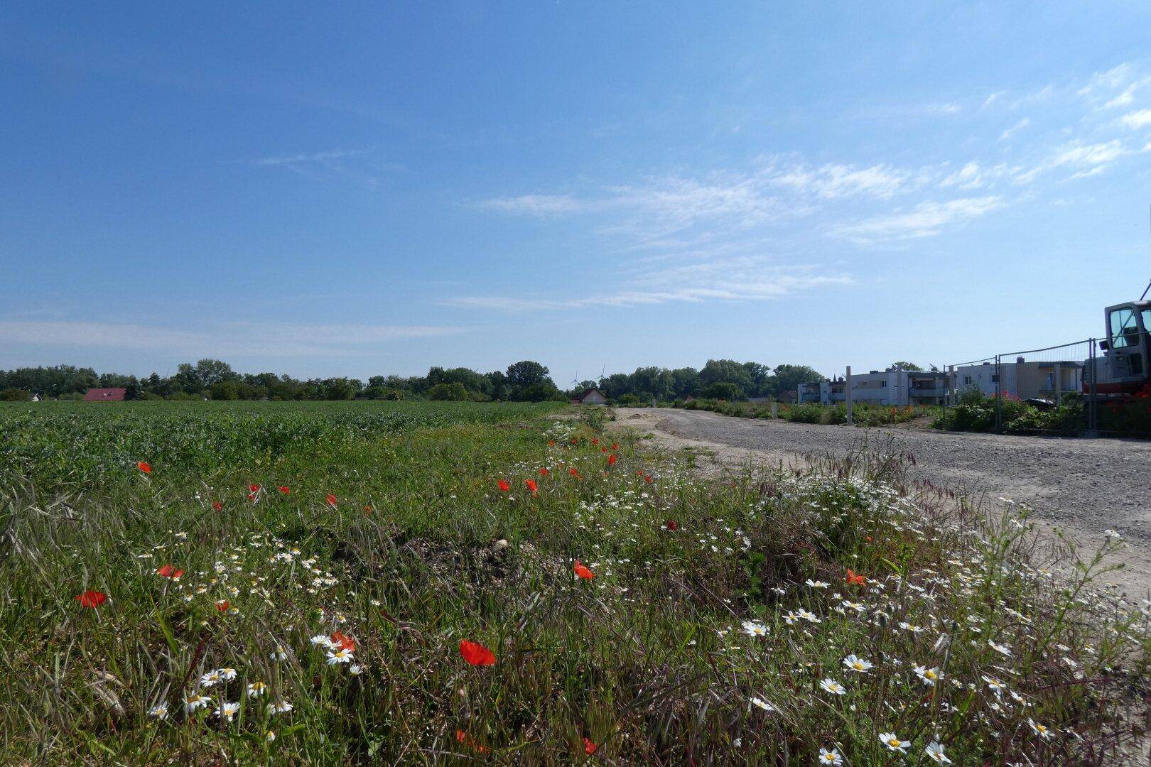 Blick über weite Felder mit Wildblumen und einem Feldweg, der zu weiteren Gebäuden führt.