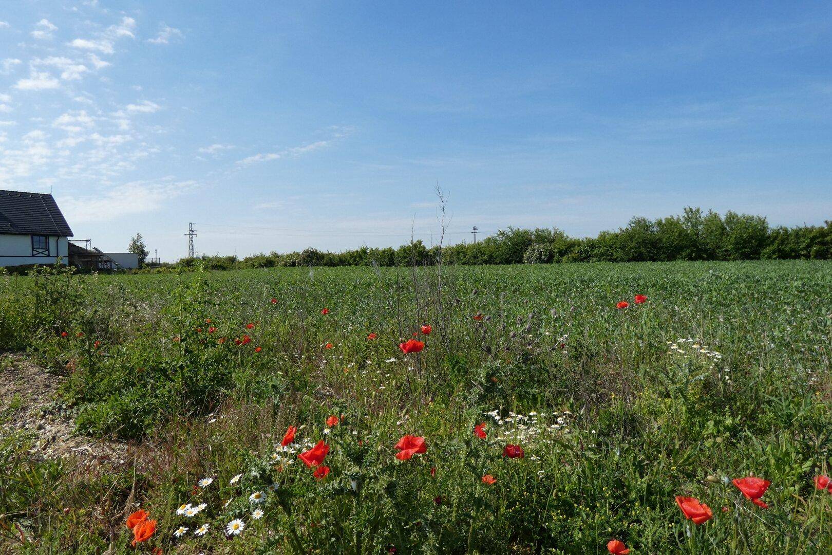 Grüne Felder mit Mohnblumen und einem modernen Haus am Horizont unter strahlend blauem Himmel.