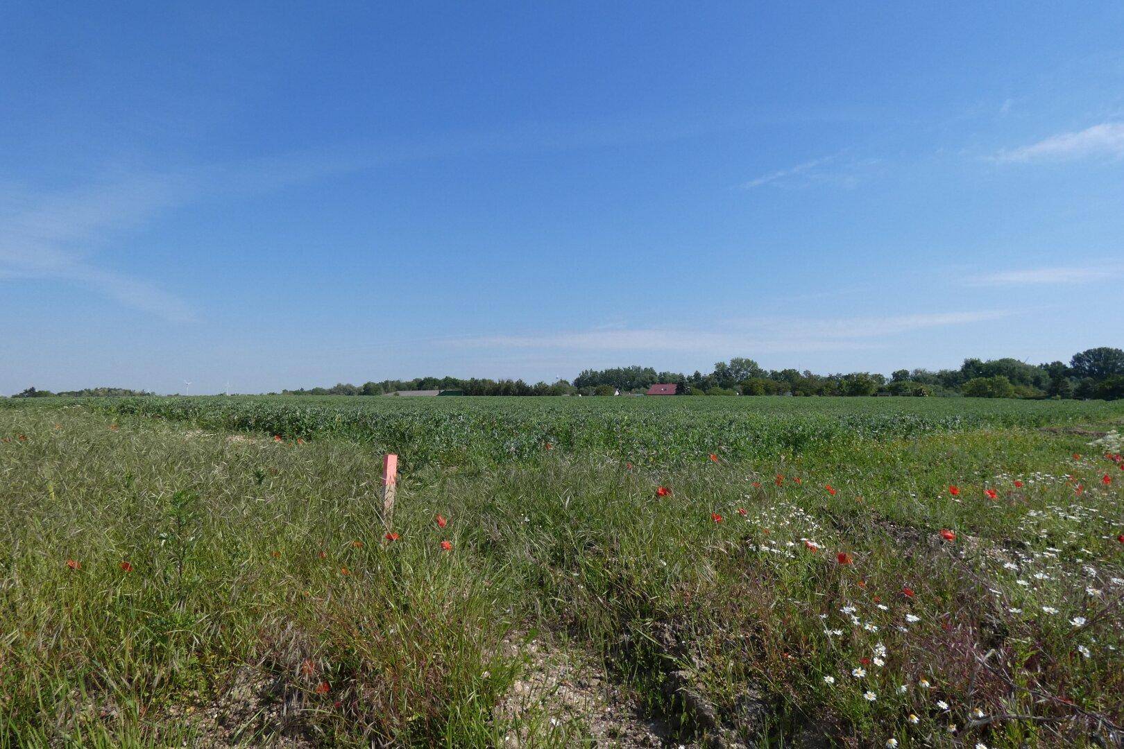 Weitläufige grüne Felder mit Wildblumen und Mohnblumen unter einem klaren blauen Himmel.