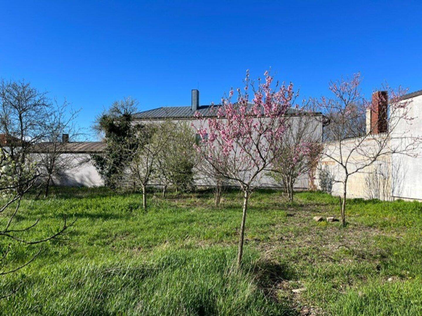 Sonnige Gartenfläche mit blühenden Bäumen und Gebäuden im Hintergrund unter klarem Himmel.