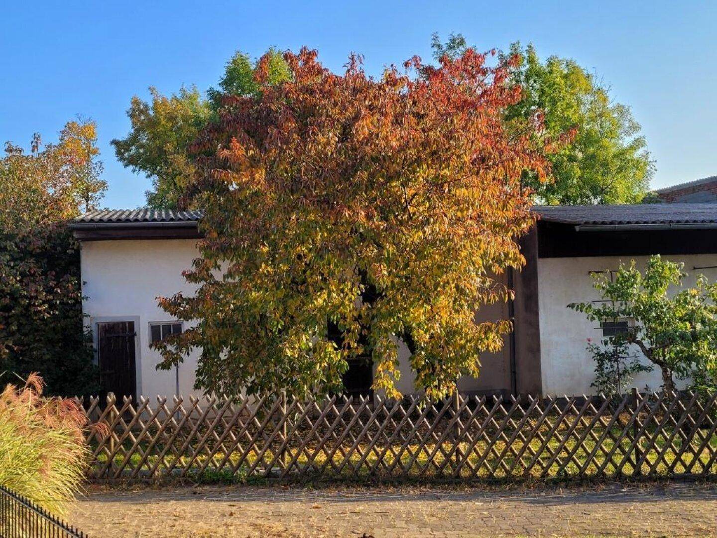 Gebäudeansicht mit einem großen Baum in herbstlichen Farben und Holzzaun im Vordergrund.