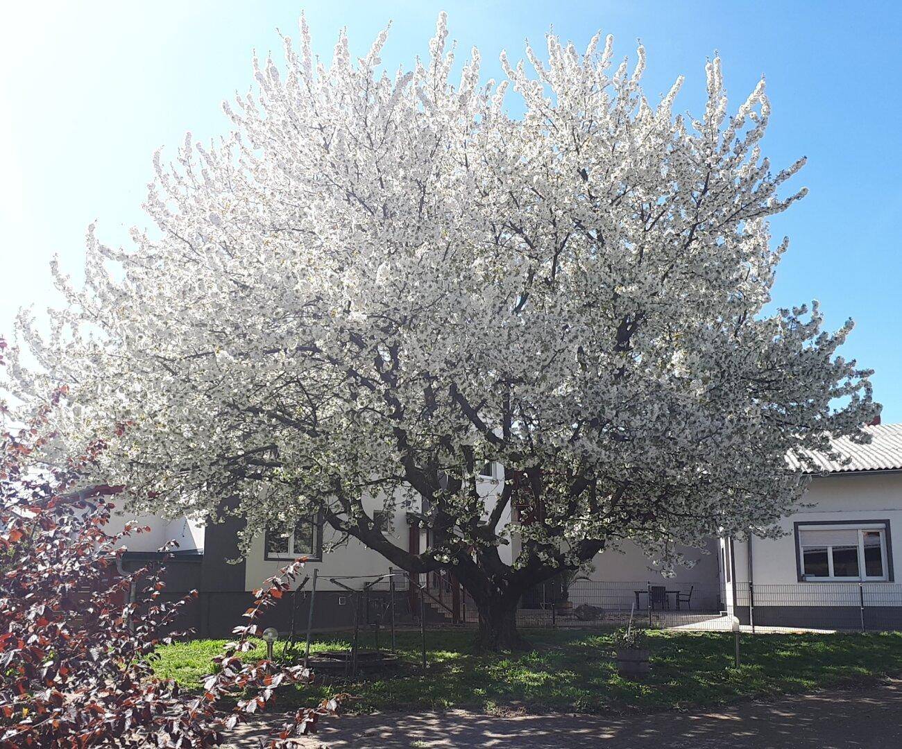 Großer blühender Baum im Garten unter strahlend blauem Himmel, ein Blickfang im Frühling.