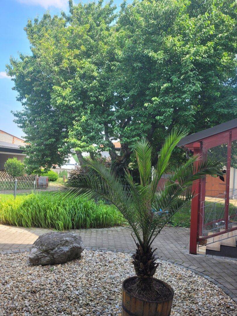 Gepflegter Gartenbereich mit Kiesbeet, einer Palmenpflanze und einem großen Baum im Hintergrund.
