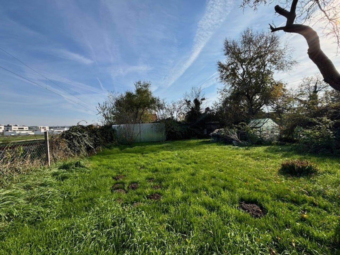 Helle Gartenfläche mit viel Grün, Bäumen und einem Gewächshaus im Hintergrund.