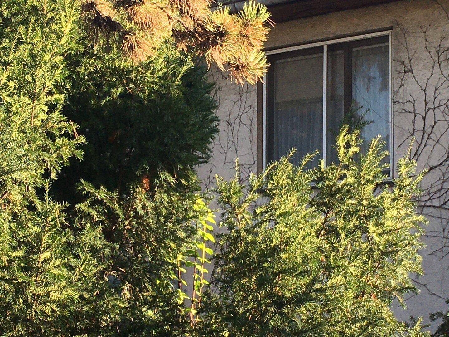 Fenster eines Hauses, teilweise von dichten grünen Sträuchern verdeckt.